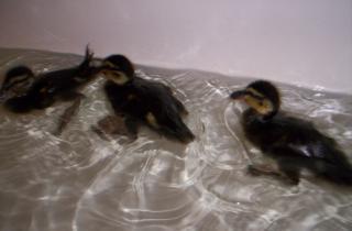 5643_ducks_010.jpg