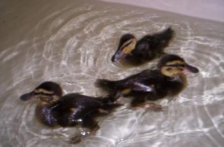 5643_ducks_011.jpg