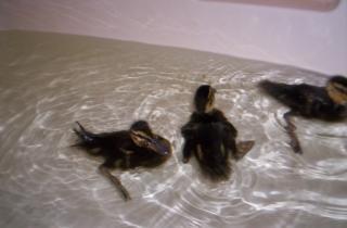 5643_ducks_012.jpg