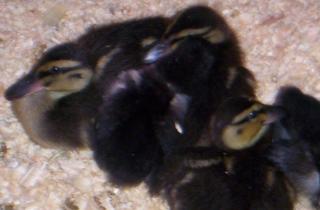 5643_ducks_014.jpg