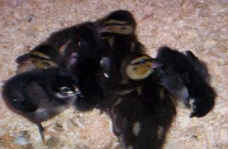 5643_ducks_015.jpg