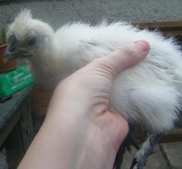 56441_chick.jpg