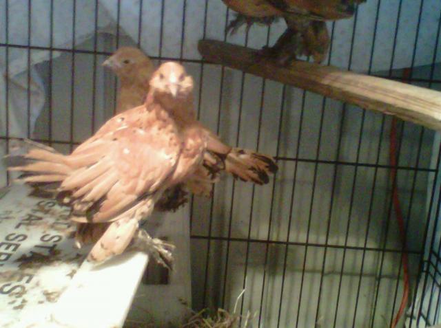 56442_hens.jpg