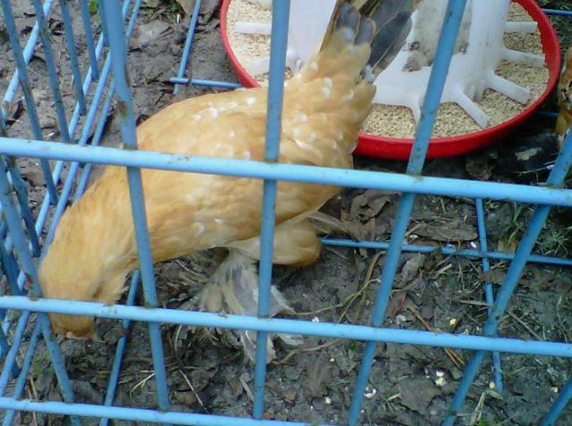 56442_light_hen2.jpg