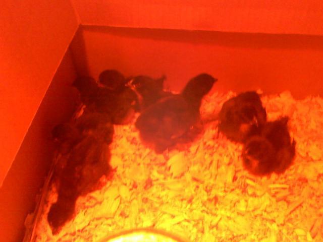 56460_chicks1.jpg