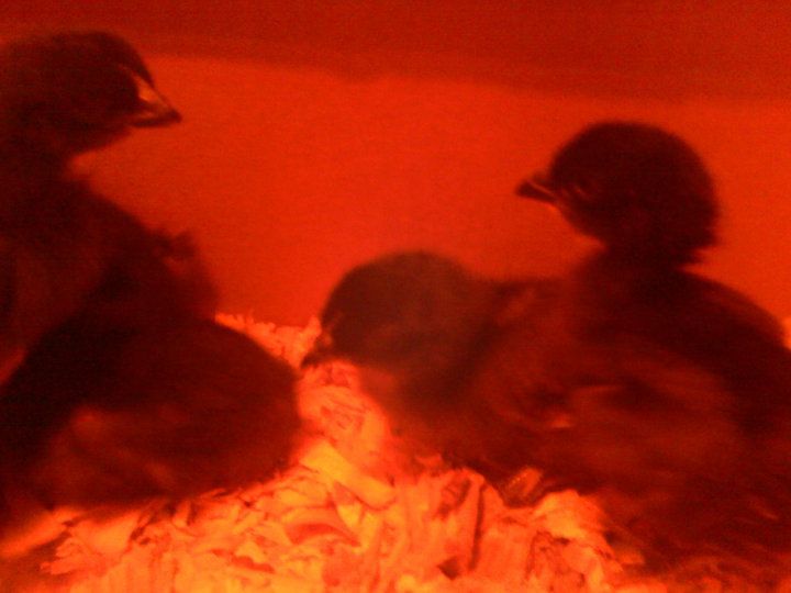 56460_chicks2.jpg