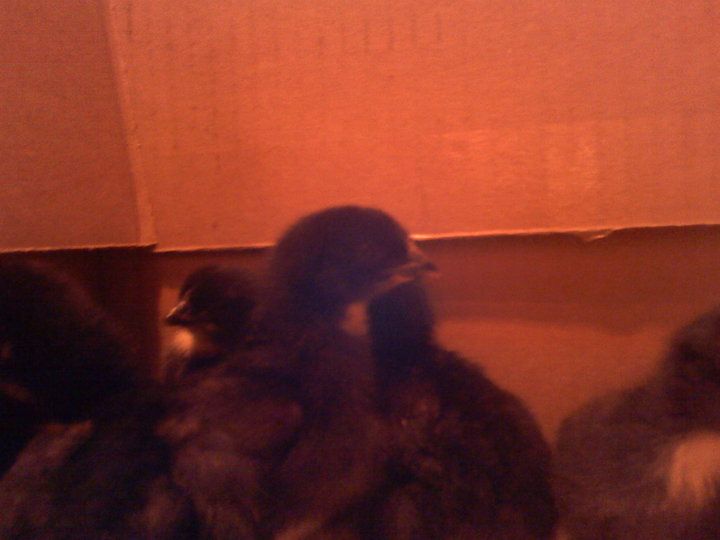 56460_chicks3.jpg