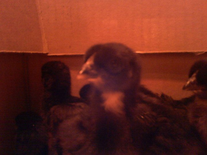 56460_chicks4.jpg