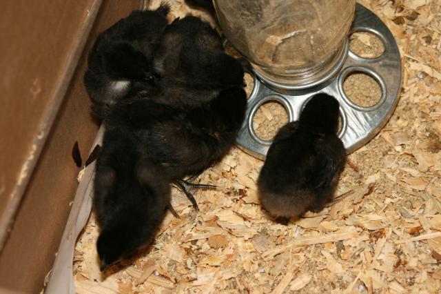 56460_chicks6.jpg