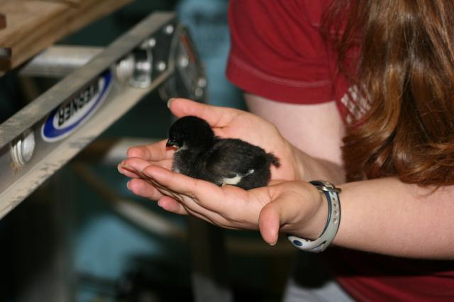 56460_chicks7.jpg