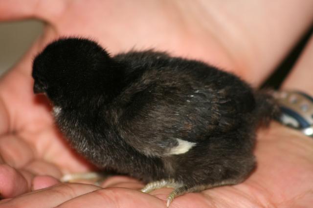 56460_chicks8.jpg