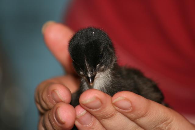 56460_chicks9.jpg