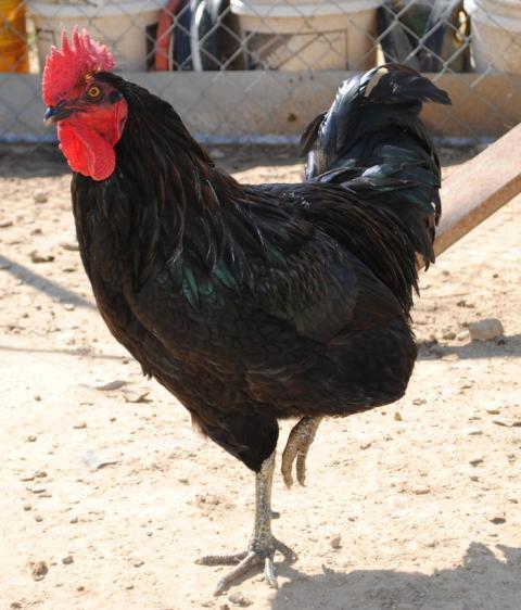 56465_blackrooster.jpg