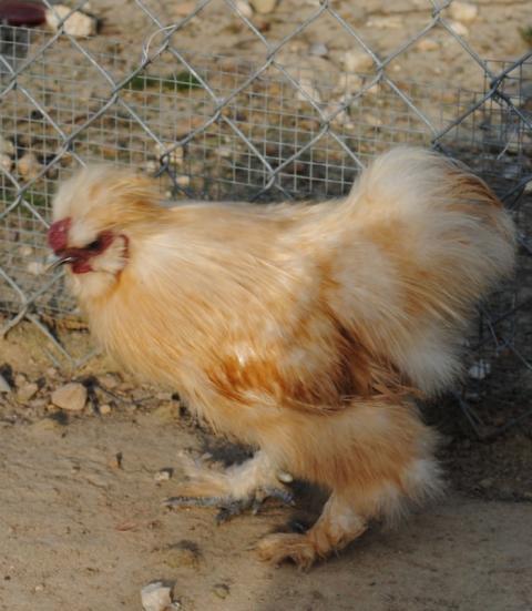 56465_chickenphotoromeo.jpg