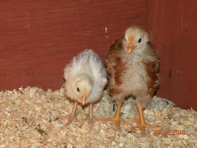 56471_chickens_004.jpg