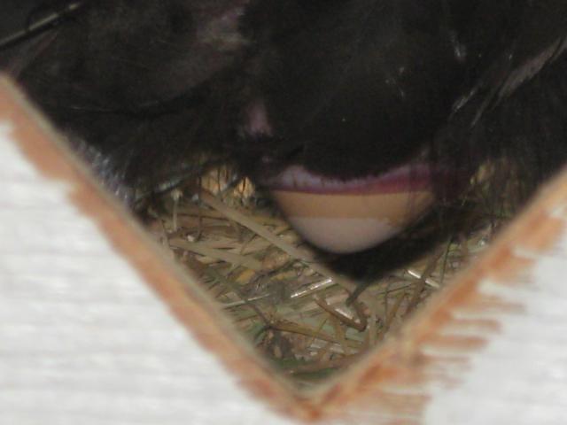 56493_latest_049.jpg
