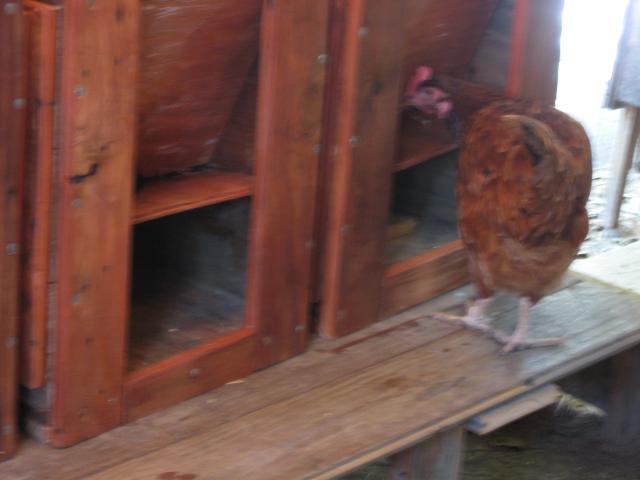 56493_mano_039.jpg
