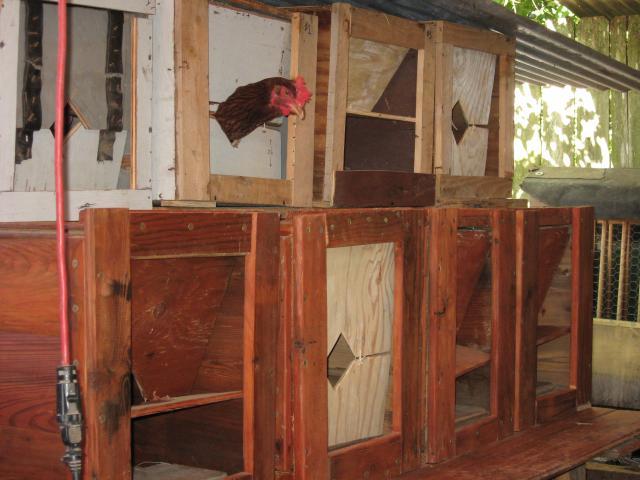 56493_nestboxes_072.jpg