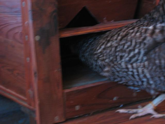 56493_nests_025.jpg