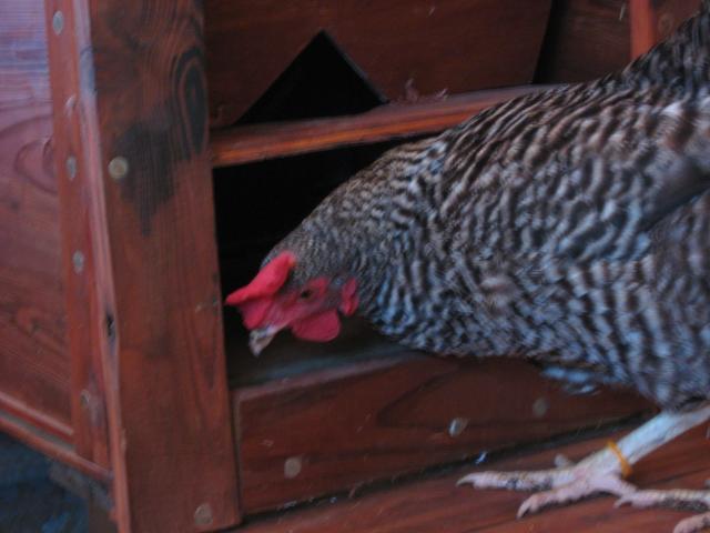 56493_nests_026.jpg
