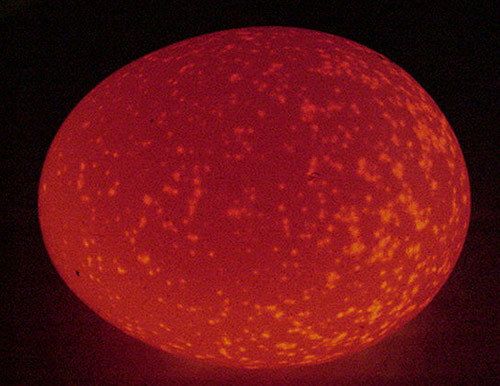56502_bacterial_egg.jpg