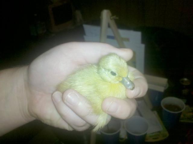 56502_callduckling.jpg