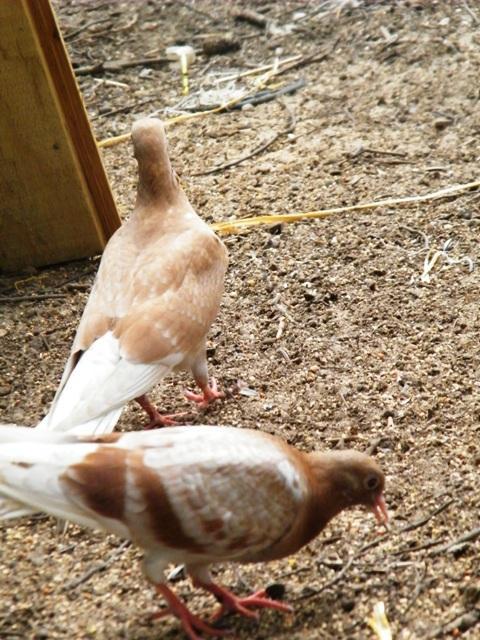 56502_dscf0036.jpg