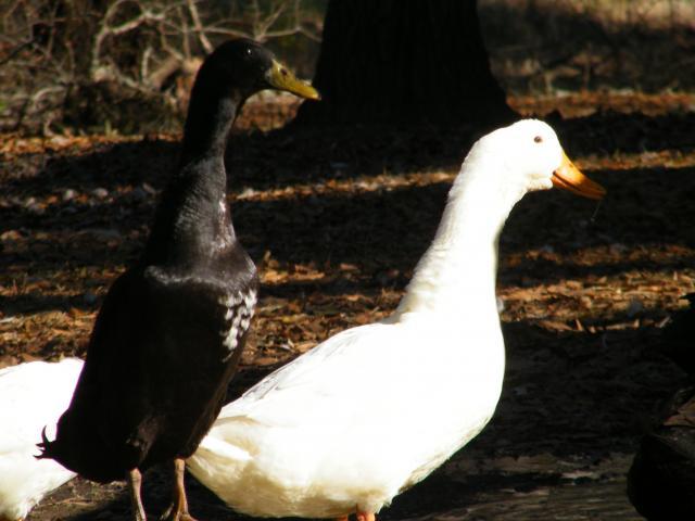 56502_dscf5146.jpg