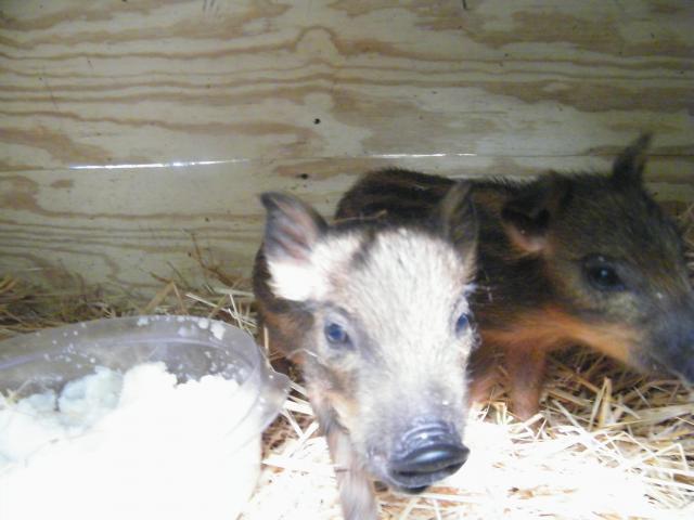 56502_piggys_10.jpg