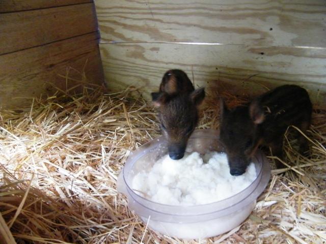 56502_piggys_2.jpg