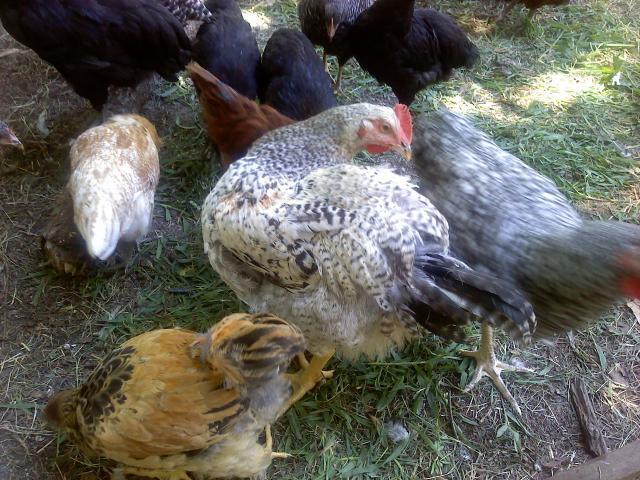 56510_0705001216.jpg