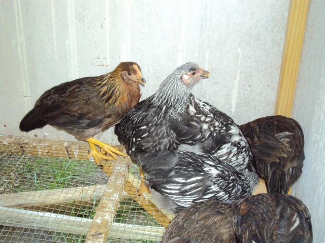 56511_chicks_010.jpg