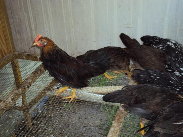 56511_chicks_015.jpg