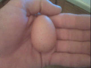 56528_egg_2.jpg