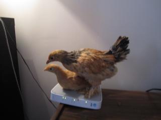 56592_on_the_router.jpg