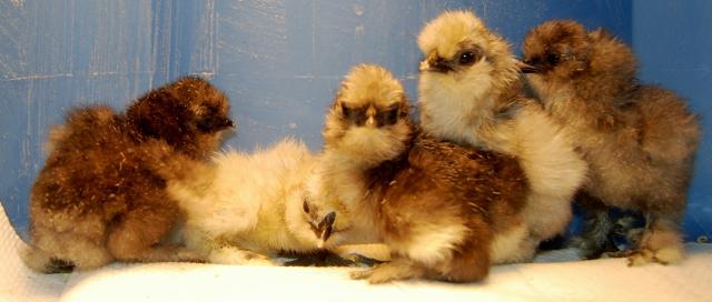56593_silkies_1.jpg