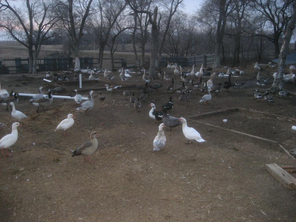 5661_1_pond_h.jpg