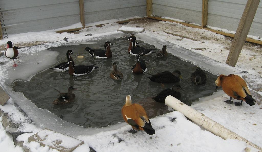 5661_1_pond_l.jpg