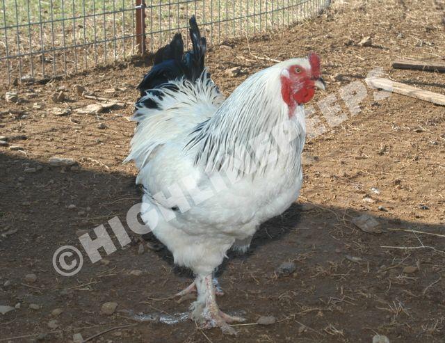 56620_brahmaroo1a.jpg