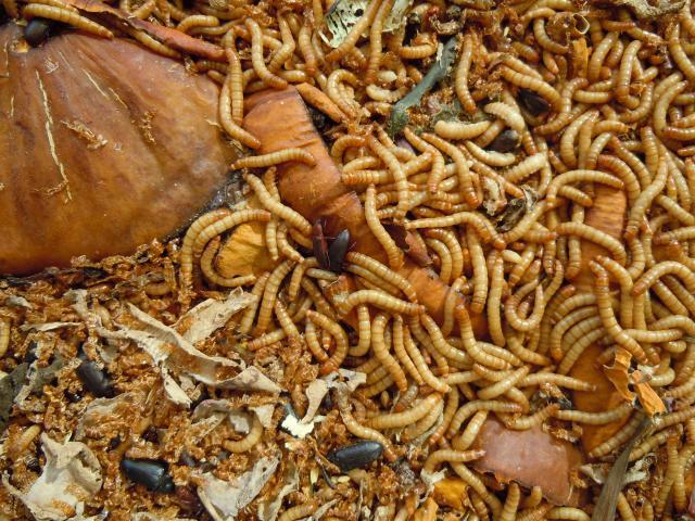 56638_mealworms.jpg