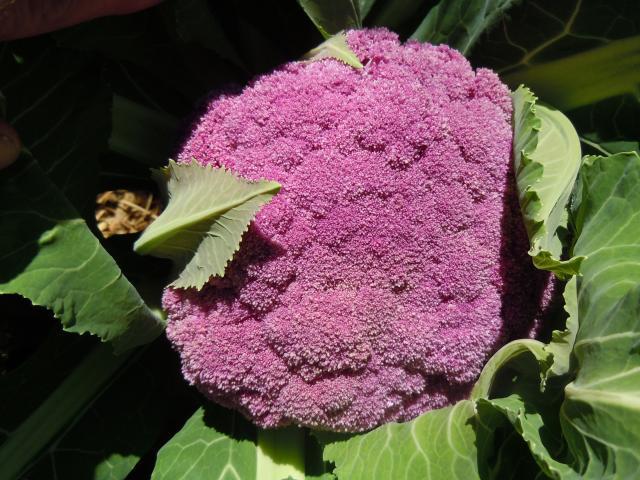 56638_purplecauliflower.jpg