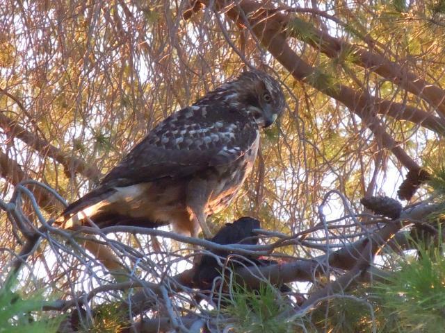 56638_redtailedhawk.jpg