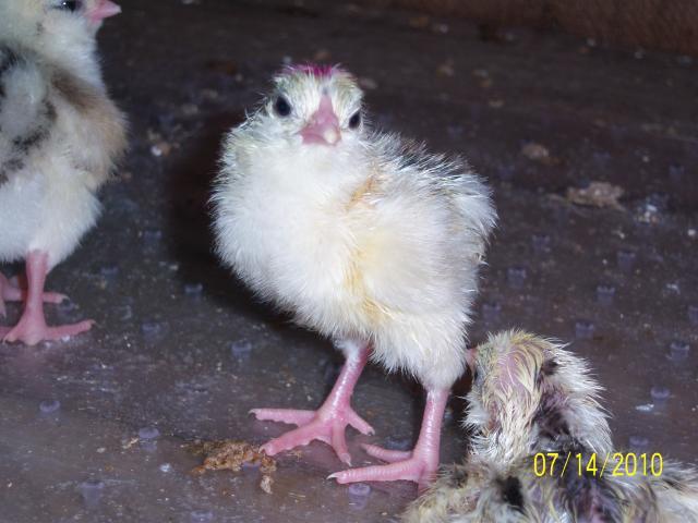 56682_100_1385_eechick_attitude.jpg