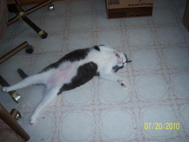56682_100_1426_mu_showing_off.jpg
