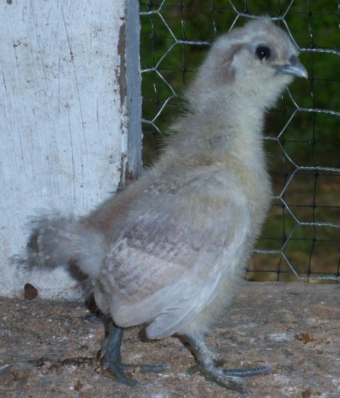 56682_100_1464a_silkie_x_ee.jpg