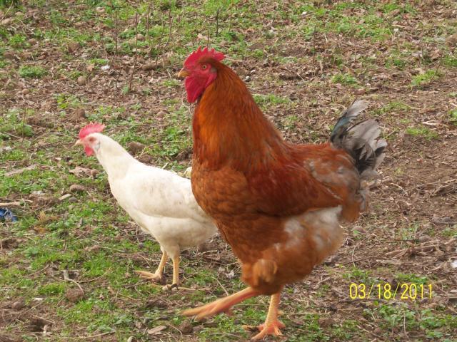 56682_100_1730_roosevelt_and_fully_grown_leghorn_hen.jpg