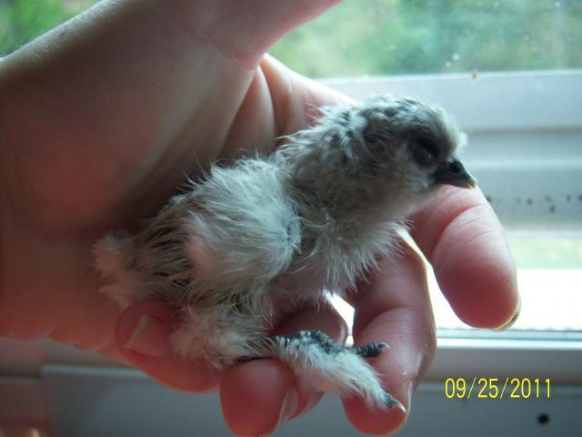 56682_100_2046_a_bird_in_the_hand.jpg