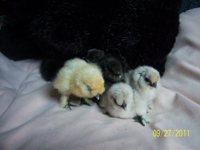 56682_100_2052_silkie_babies.jpg