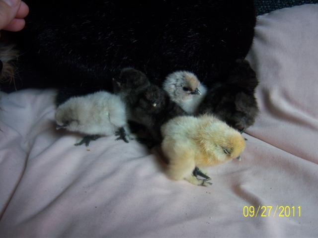 56682_100_2054_silkie_babies_3.jpg