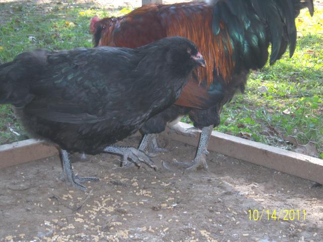 56682_100_2139a_black_amer_pullet_and_flame.jpg